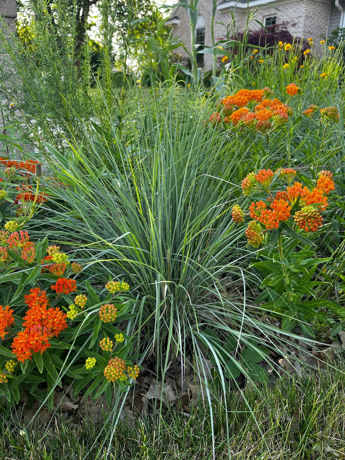 New small-scale Native Plant Nursery in Grand Rapids, Michigan is quickly rising to the top!
