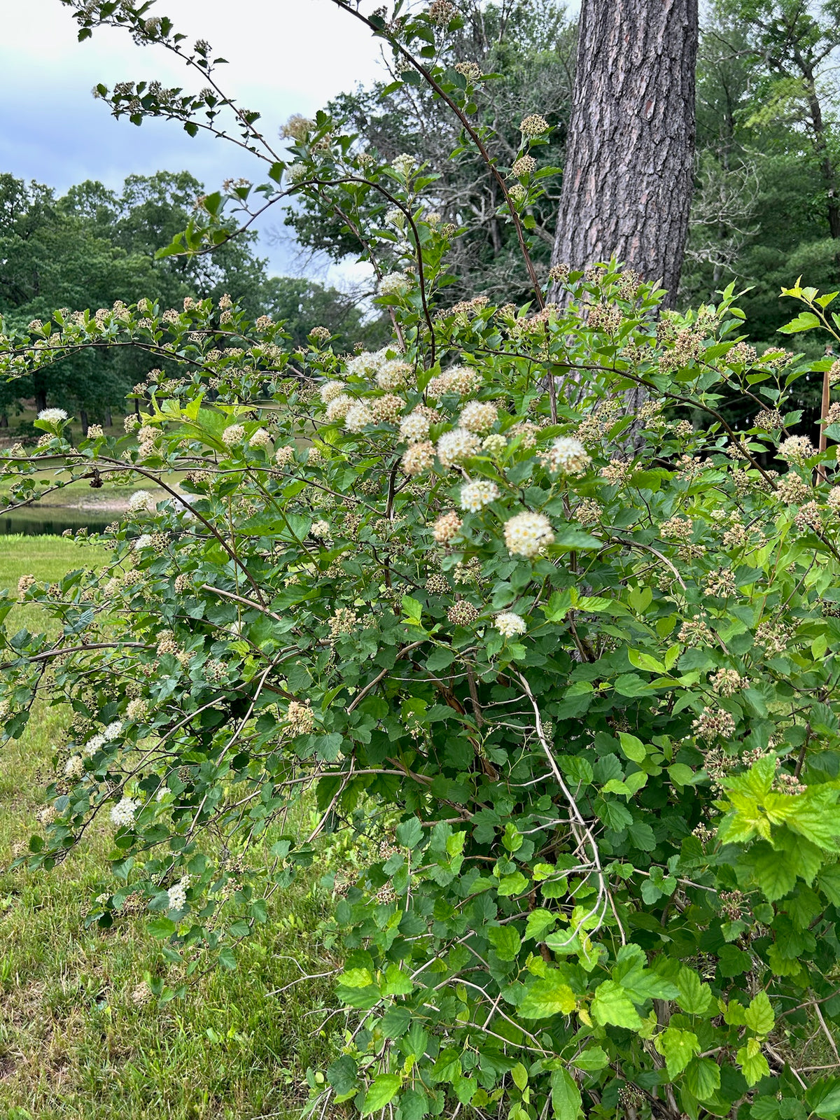 Physocarpus opulifolius - Common Ninebark - mini tree pot