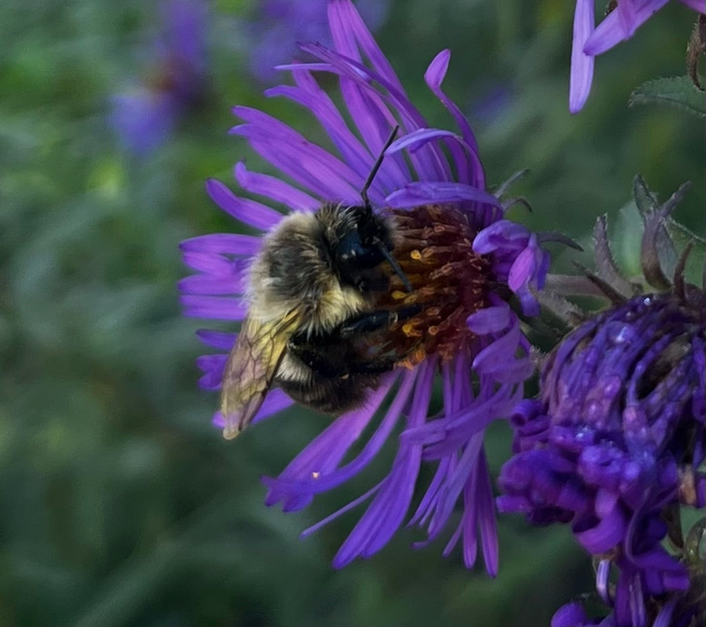 Symphyotrichum novae-angliae - New England Aster