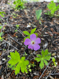 Geranium maculatum - Wild Geranium (qt.)