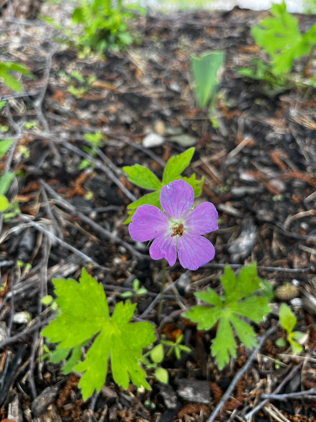 Geranium maculatum - Wild Geranium (qt.)
