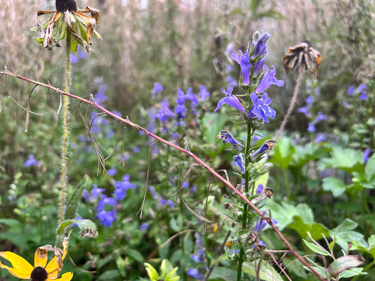 Lobelia siphilitica - Great Blue Lobelia