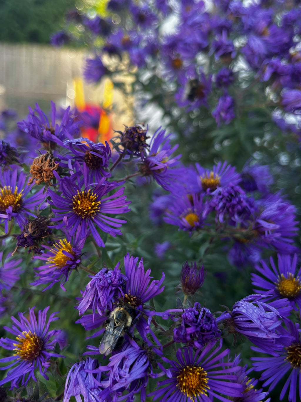 Symphyotrichum novae-angliae - New England Aster
