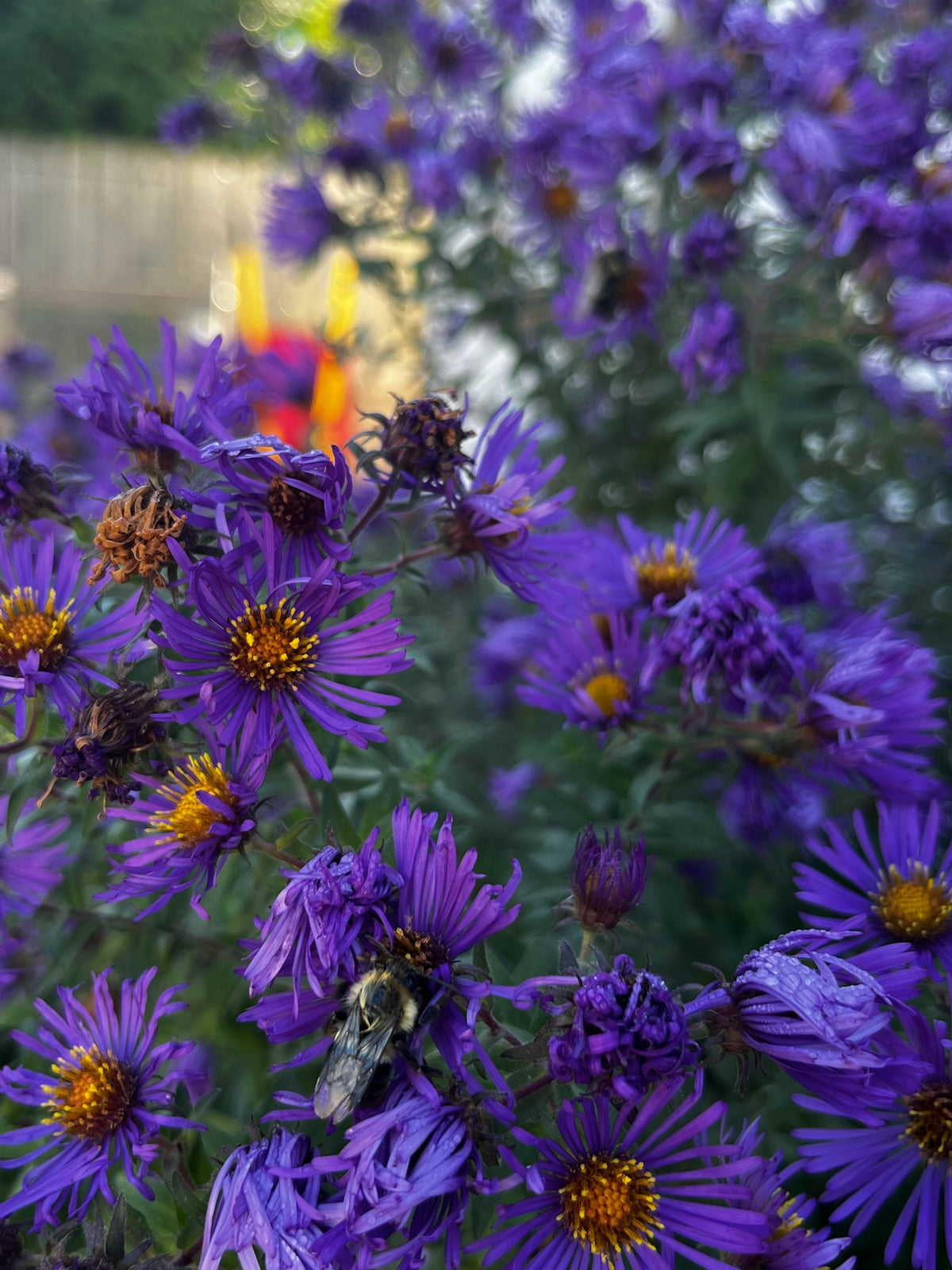 Symphyotrichum novae-angliae - New England Aster