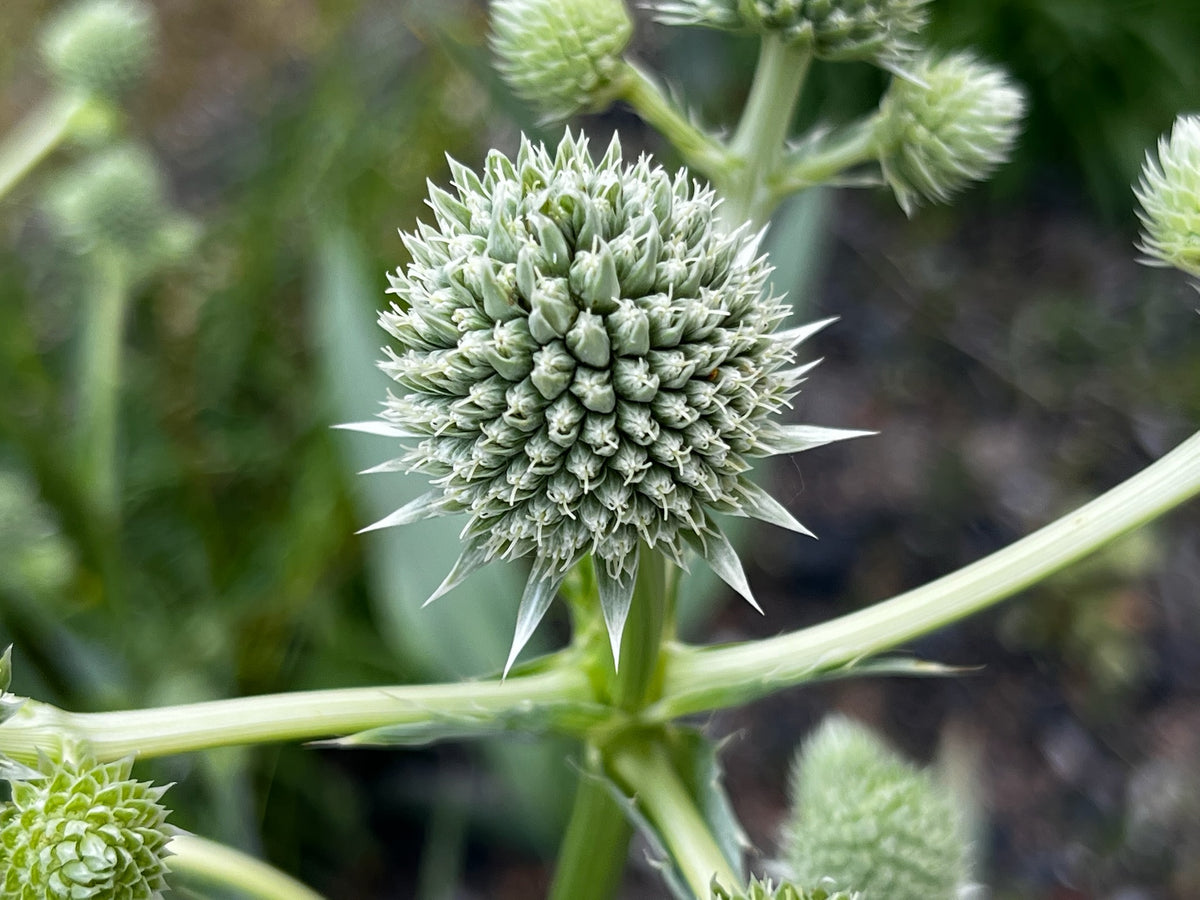 Eryngium yuccifolium - Rattlesnake Master