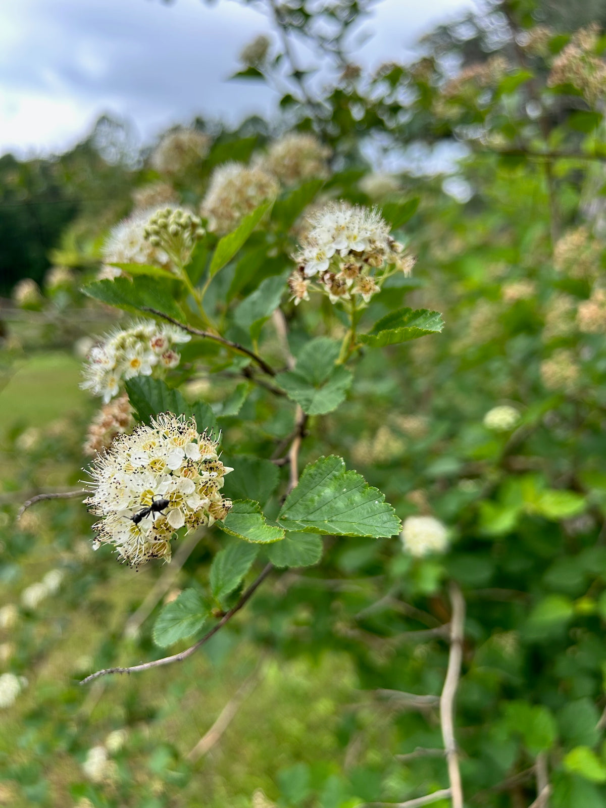 Physocarpus opulifolius - Common Ninebark - mini tree pot