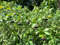 Aronia melanocarpa - Glossy black chokeberry (mini tree pot 2”x2”x10”)