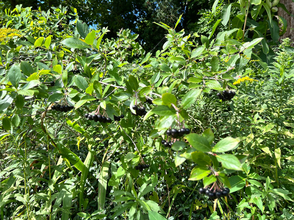 Aronia melanocarpa - Glossy black chokeberry (mini tree pot 2”x2”x10”)
