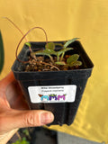 Fragaria virginiana - Wild strawberry