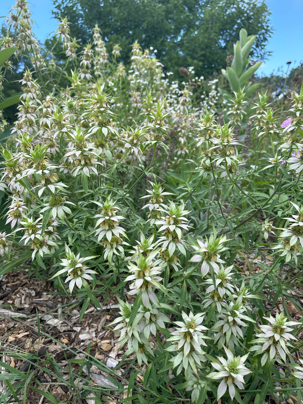 Monarda punctata - Spotted bee balm (qt)