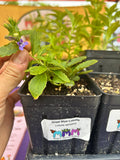 Lobelia siphilitica - Great Blue Lobelia