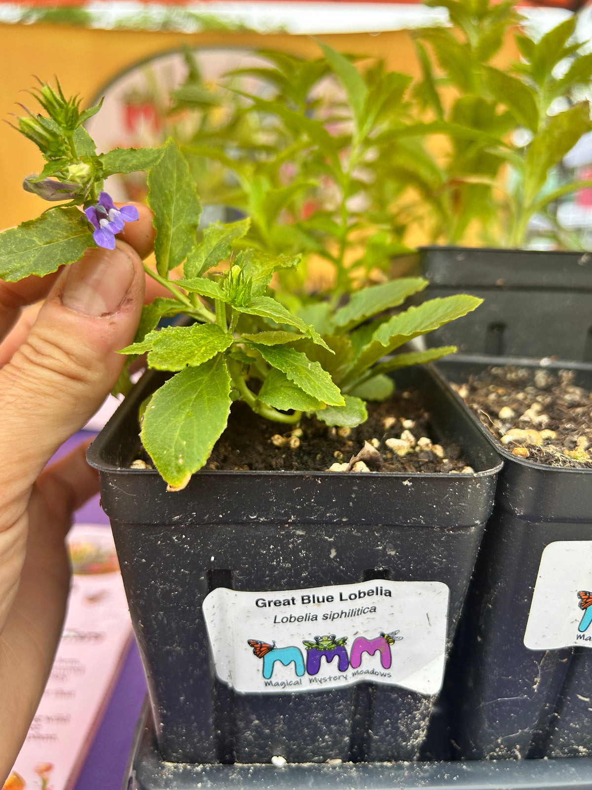 Lobelia siphilitica - Great Blue Lobelia