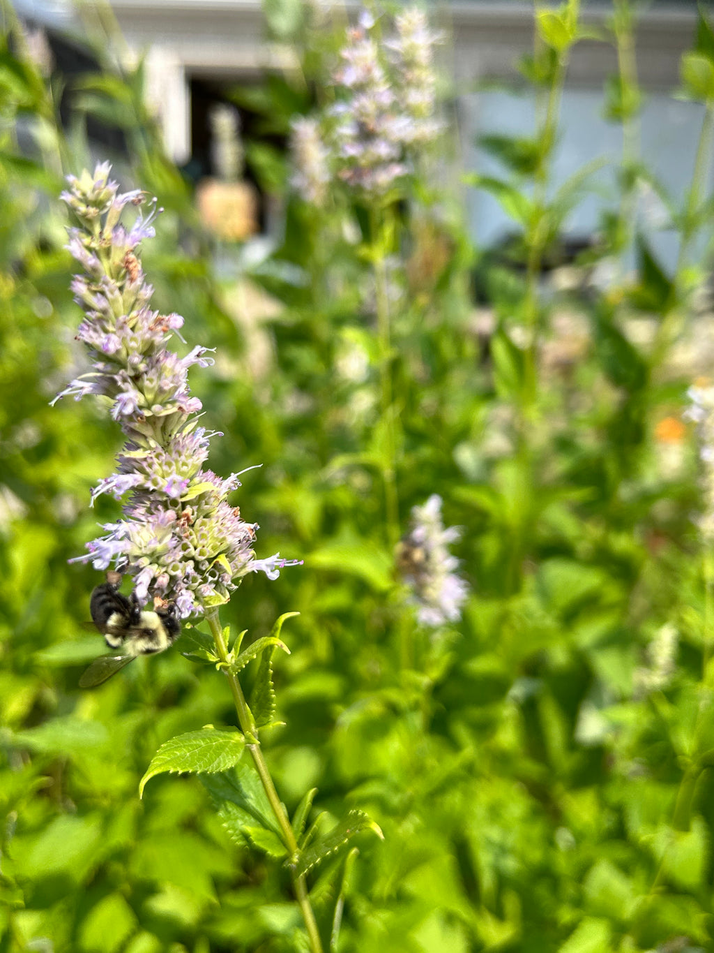 Agastache foeniculum - Anise hyssop