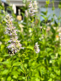 Agastache foeniculum - Anise hyssop