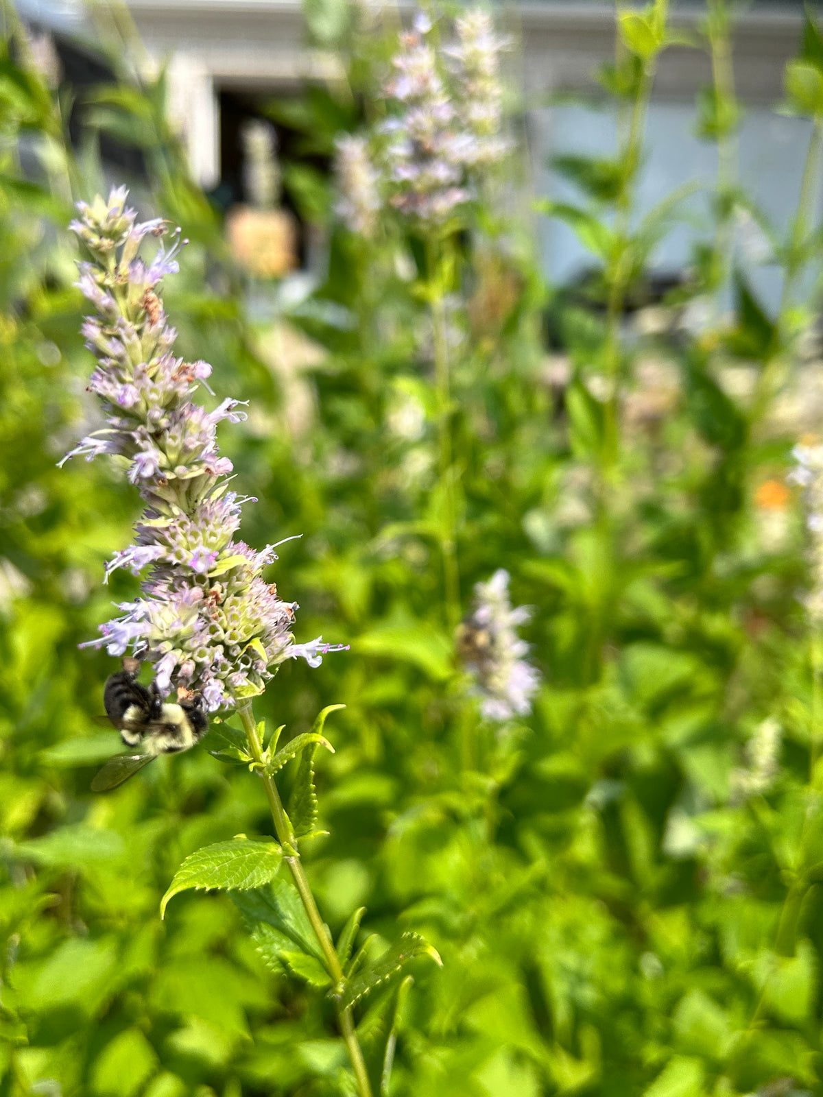 Agastache foeniculum - Anise hyssop