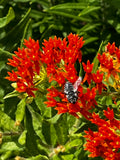Asclepias tuberosa - Butterfly weed