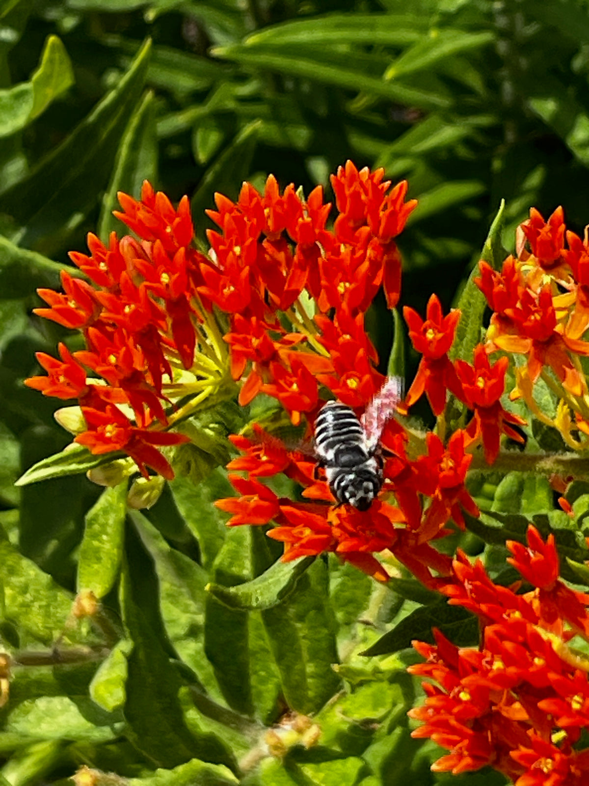 Asclepias tuberosa - Butterfly weed