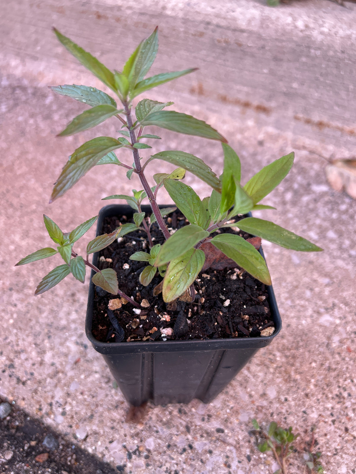 Monarda punctata - Spotted bee balm (qt)