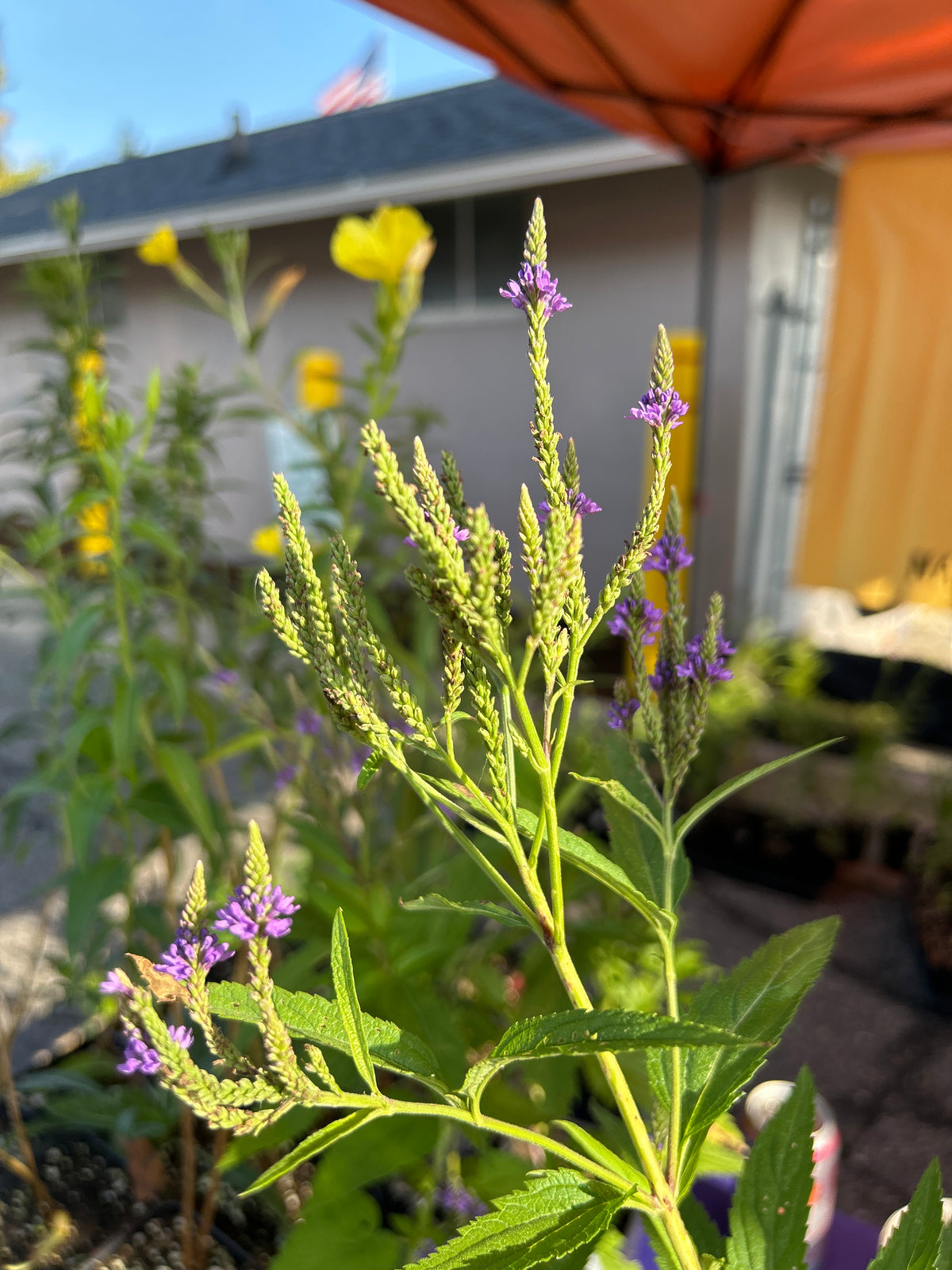 Verbena hostata - Blue vervain (qt)