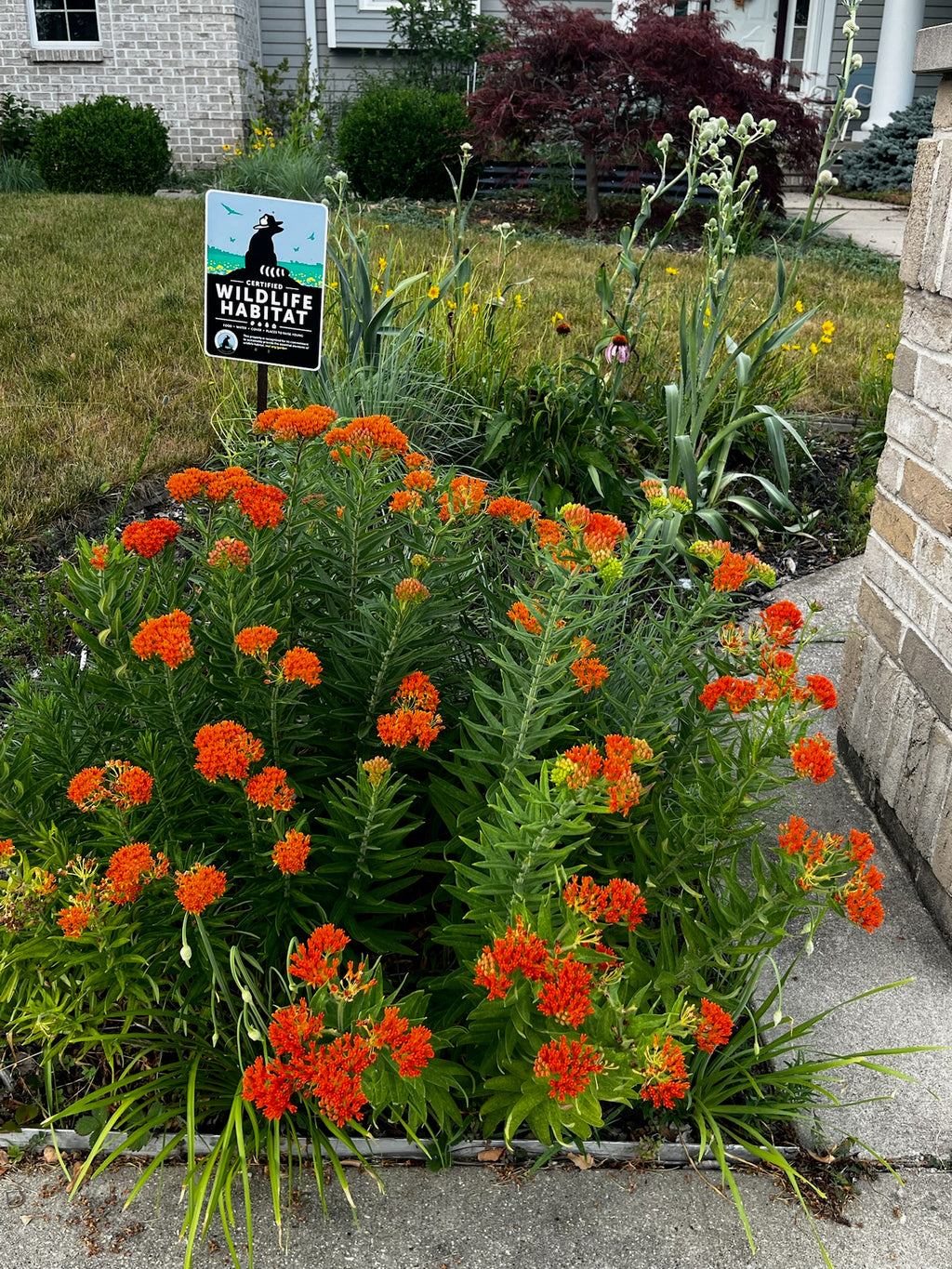 Asclepias tuberosa - Butterfly weed