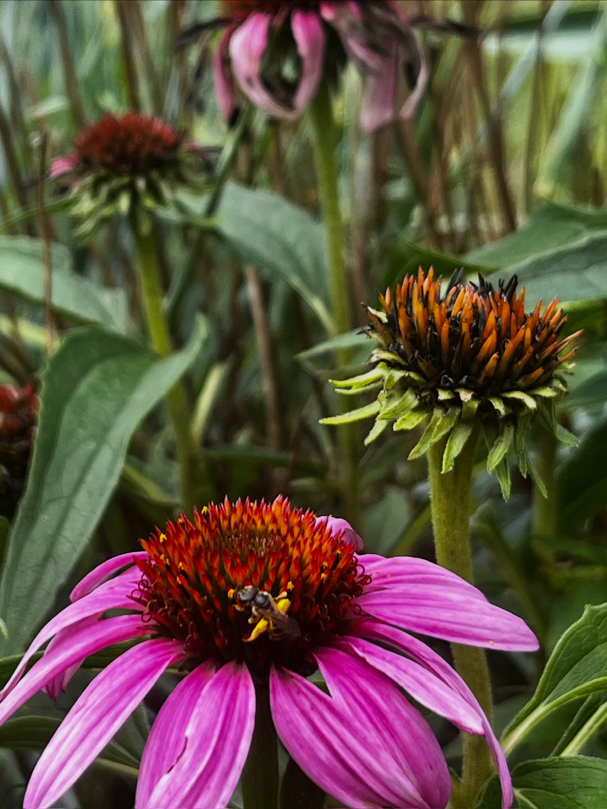 Echinacea purpurea - Purple coneflower