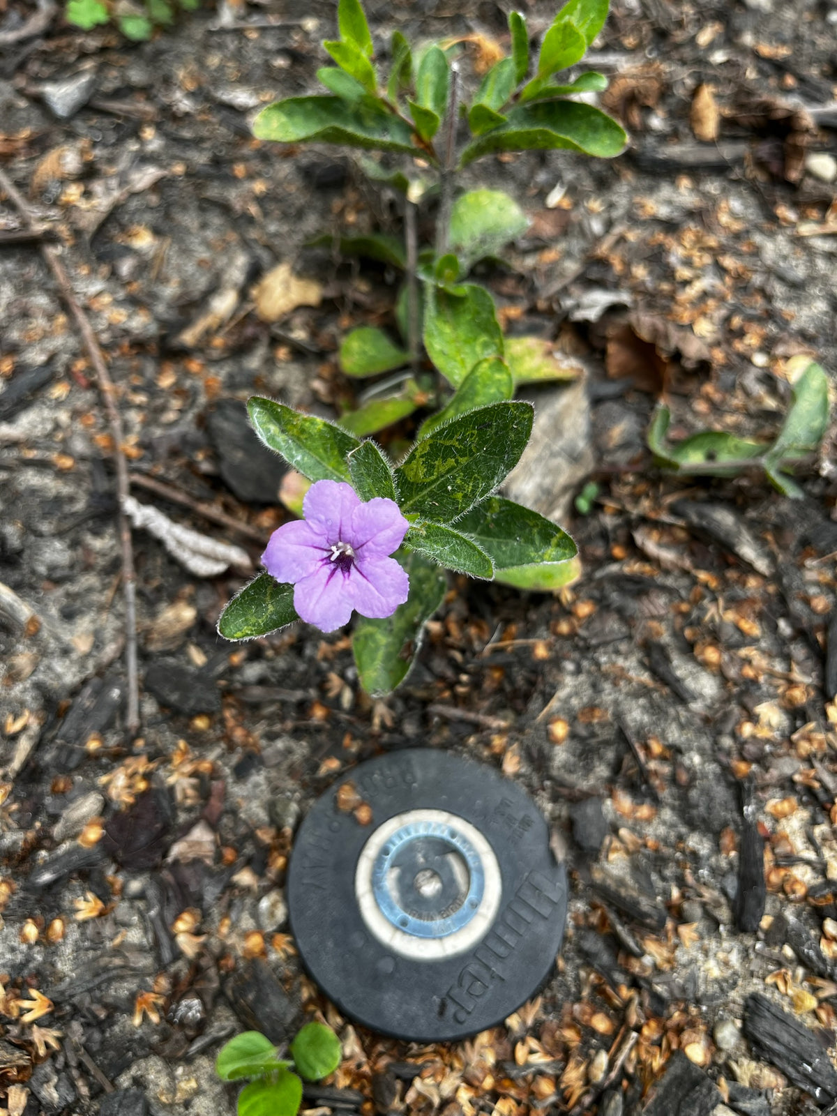 Ruellia humilis - Wild Petunia (pt)