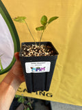 Zizea aurea - Golden Alexanders