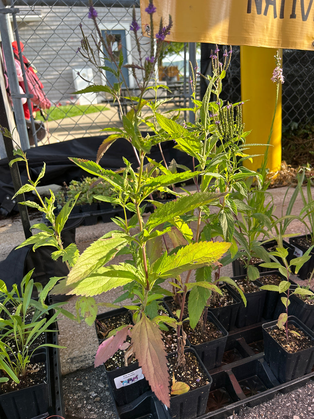 Verbena hostata - Blue vervain (qt)
