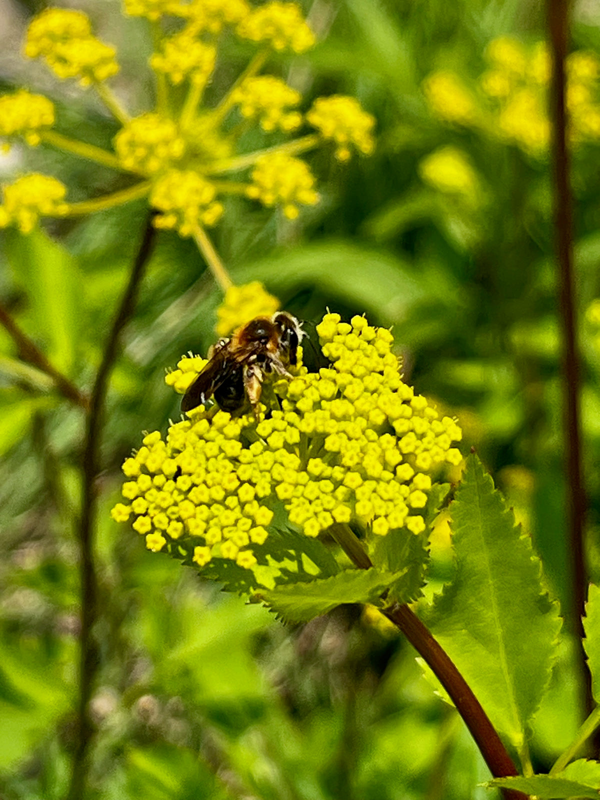 Zizea aurea - Golden Alexanders