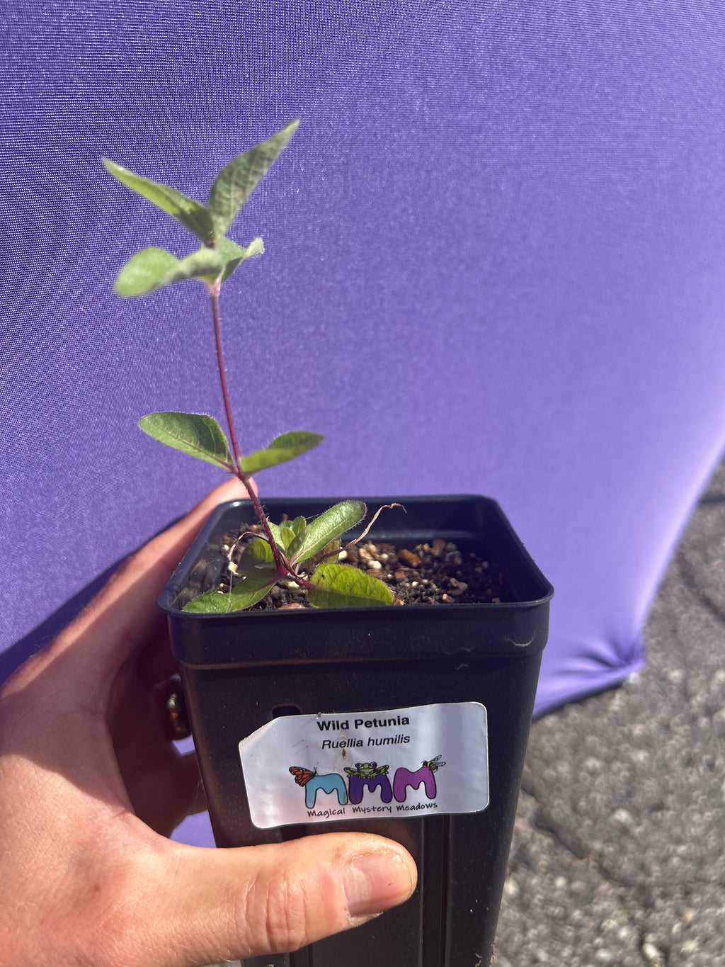 Ruellia humilis - Wild Petunia (pt)