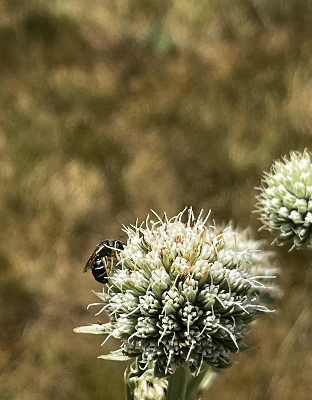 Eryngium yuccifolium - Rattlesnake Master