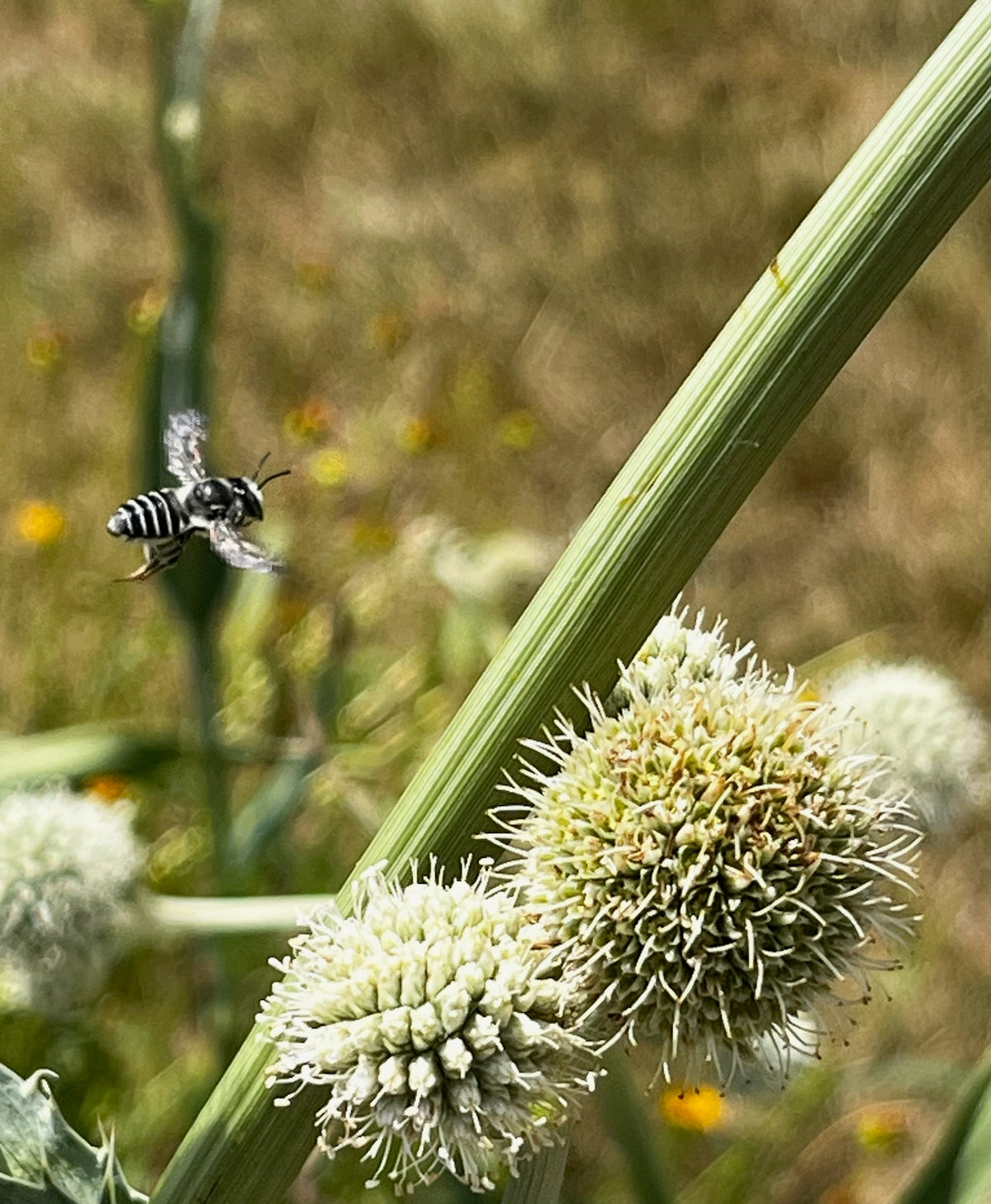 Eryngium yuccifolium - Rattlesnake Master