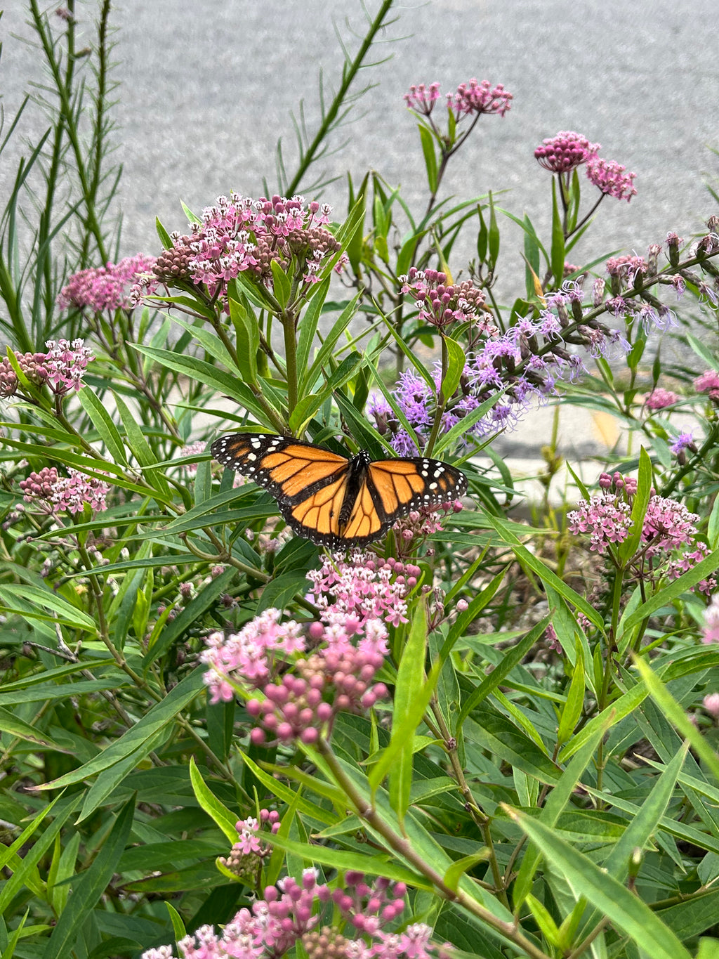 Asclepias incarnata - Rose (aka Swamp) Milkweed (qt)