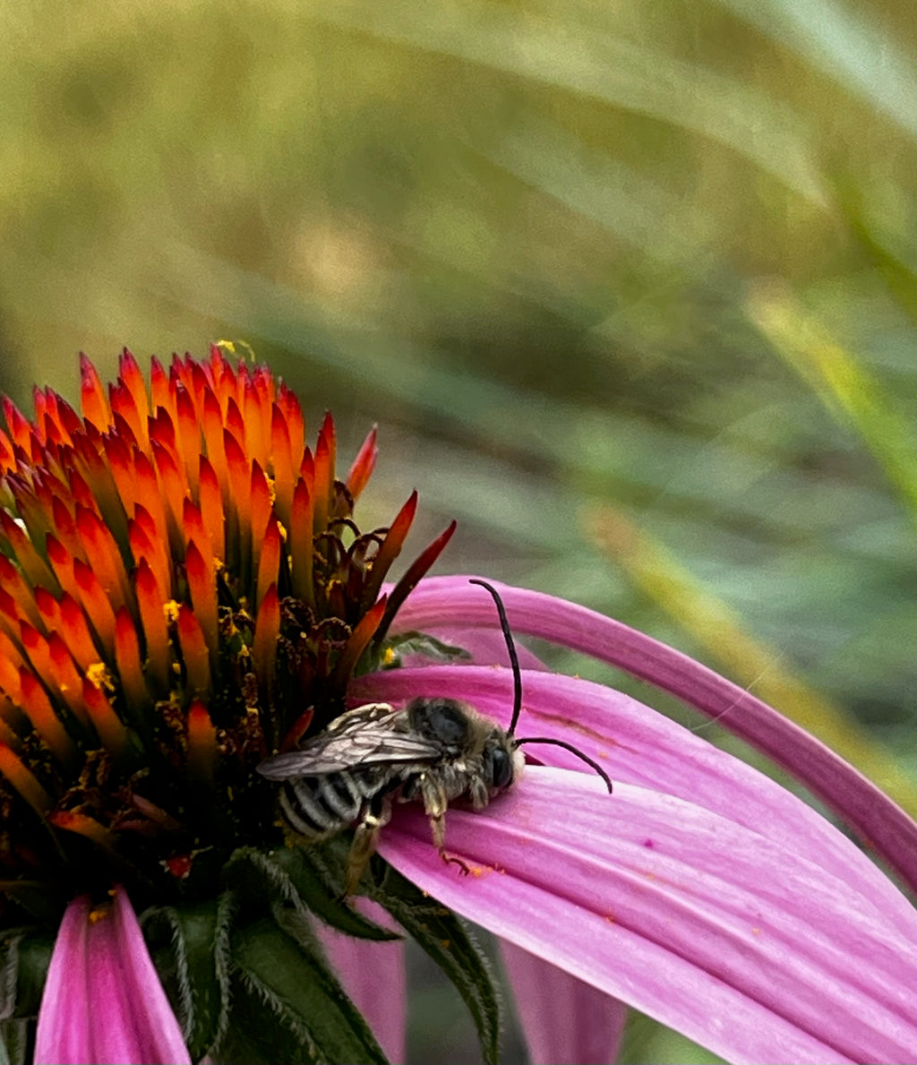 Echinacea purpurea - Purple coneflower