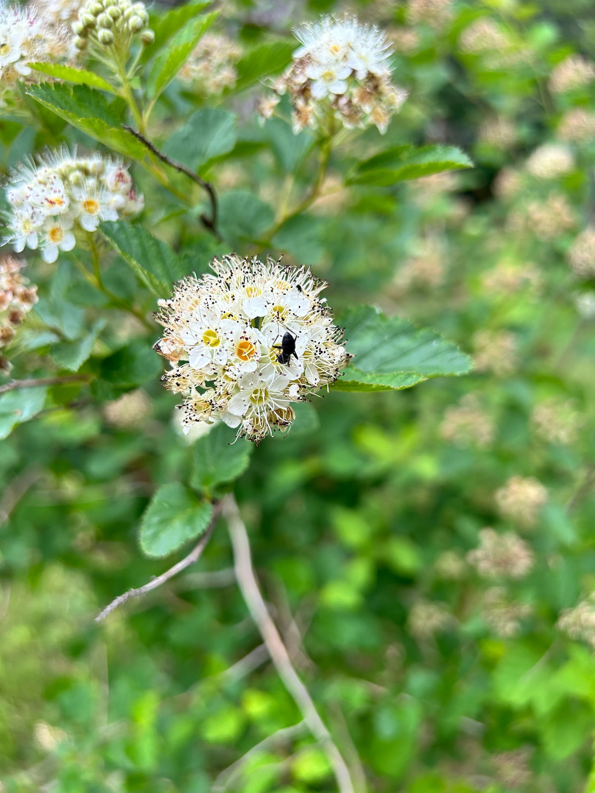 Physocarpus opulifolius - Common Ninebark - mini tree pot