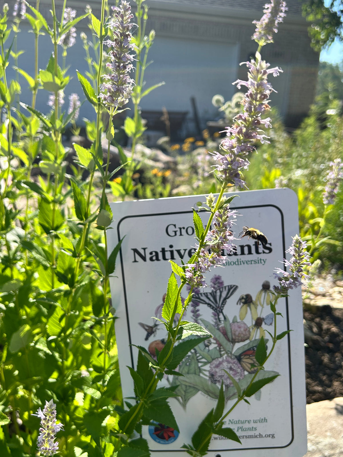 Agastache foeniculum - Anise hyssop
