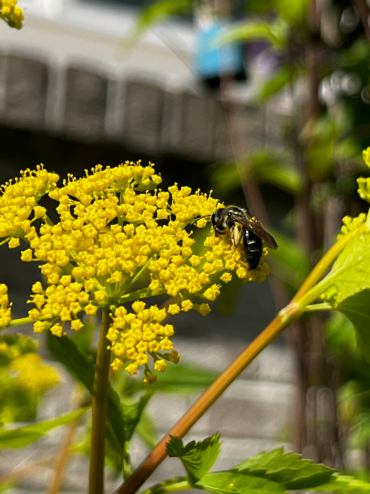 Zizea aurea - Golden Alexanders