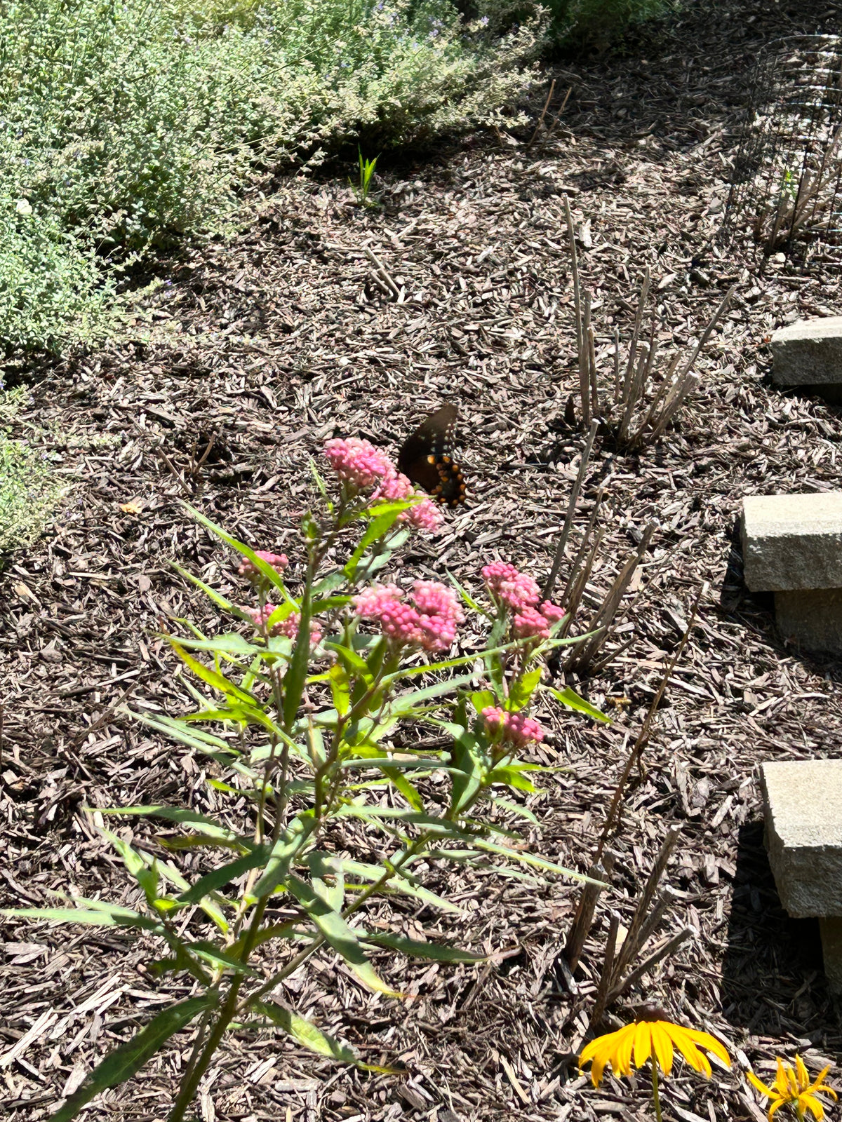 Asclepias incarnata - Rose (aka Swamp) Milkweed (qt)