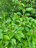 Ilex verticillata - Winterberry Holly