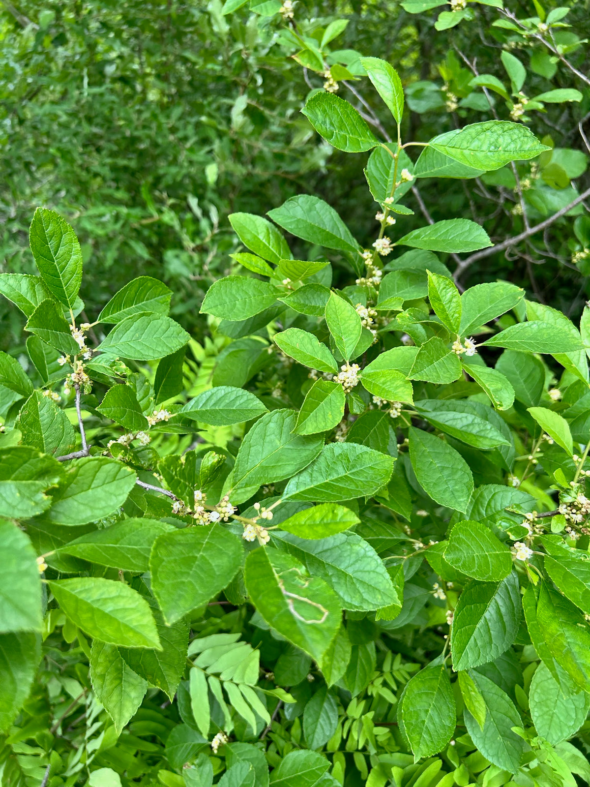 Ilex verticillata - Winterberry Holly