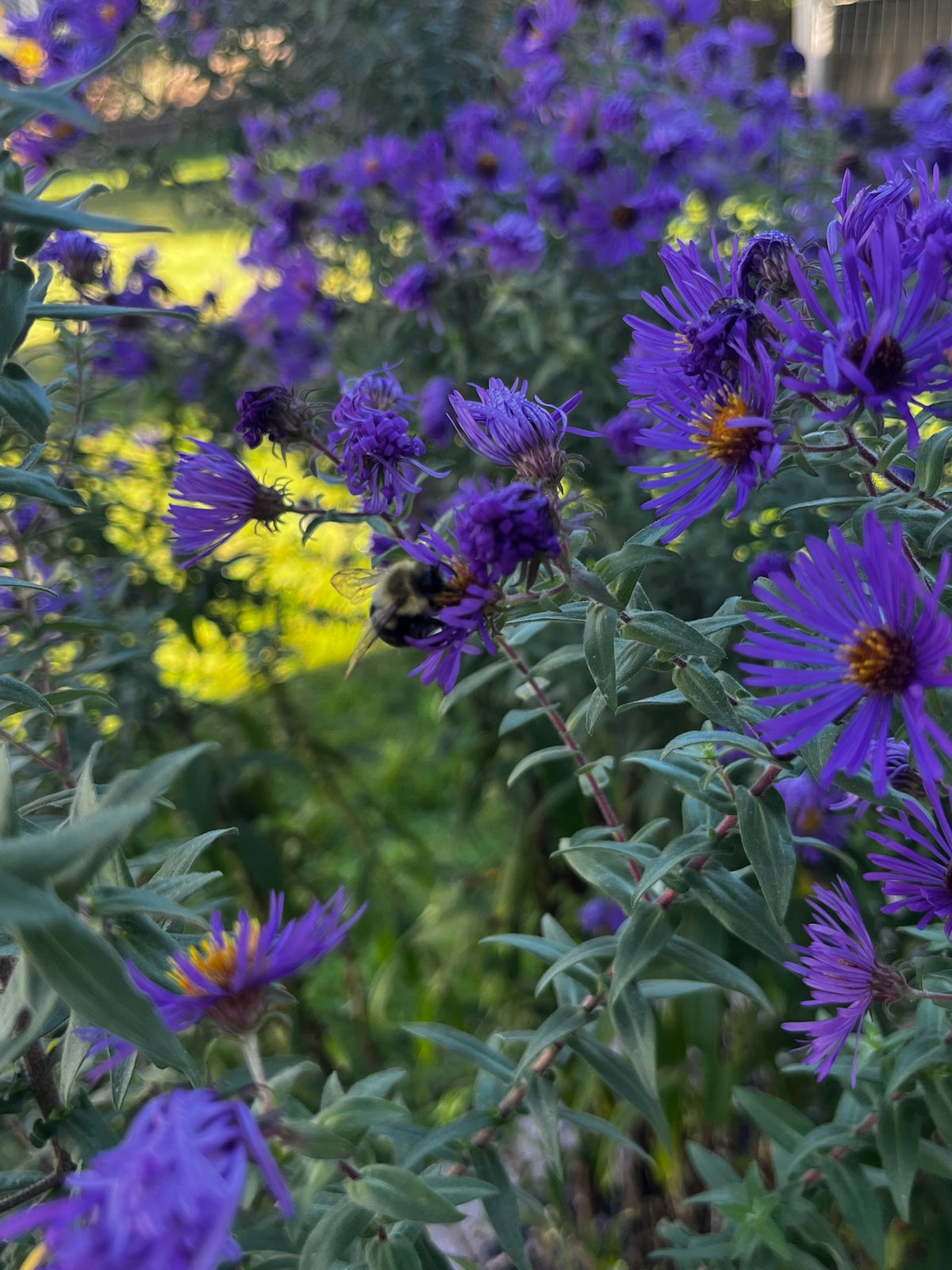Symphyotrichum novae-angliae - New England Aster