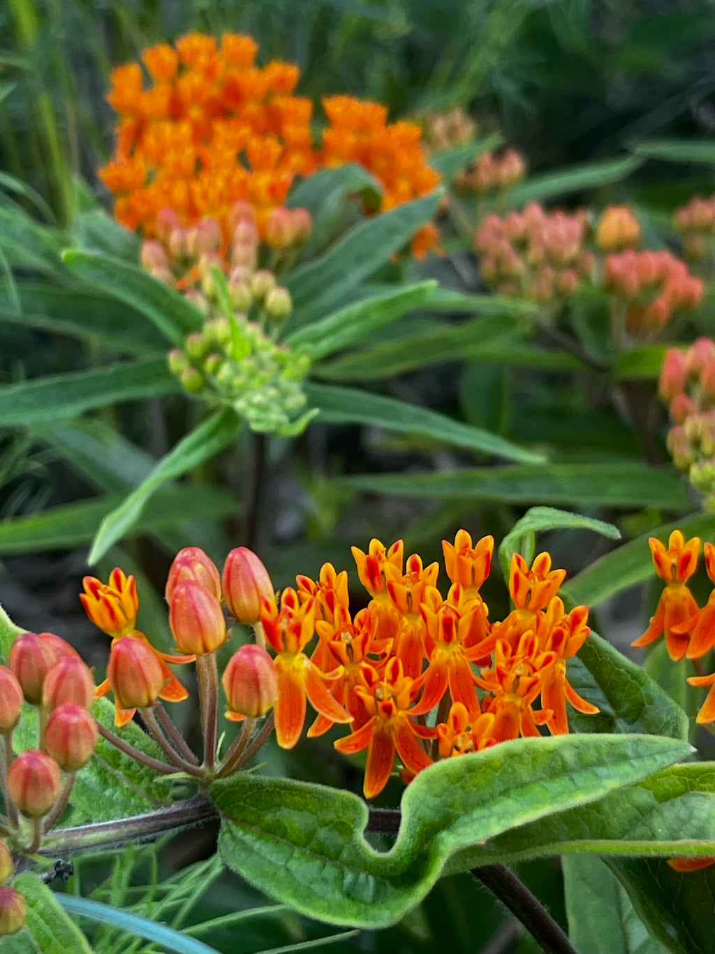 Asclepias tuberosa - Butterfly weed