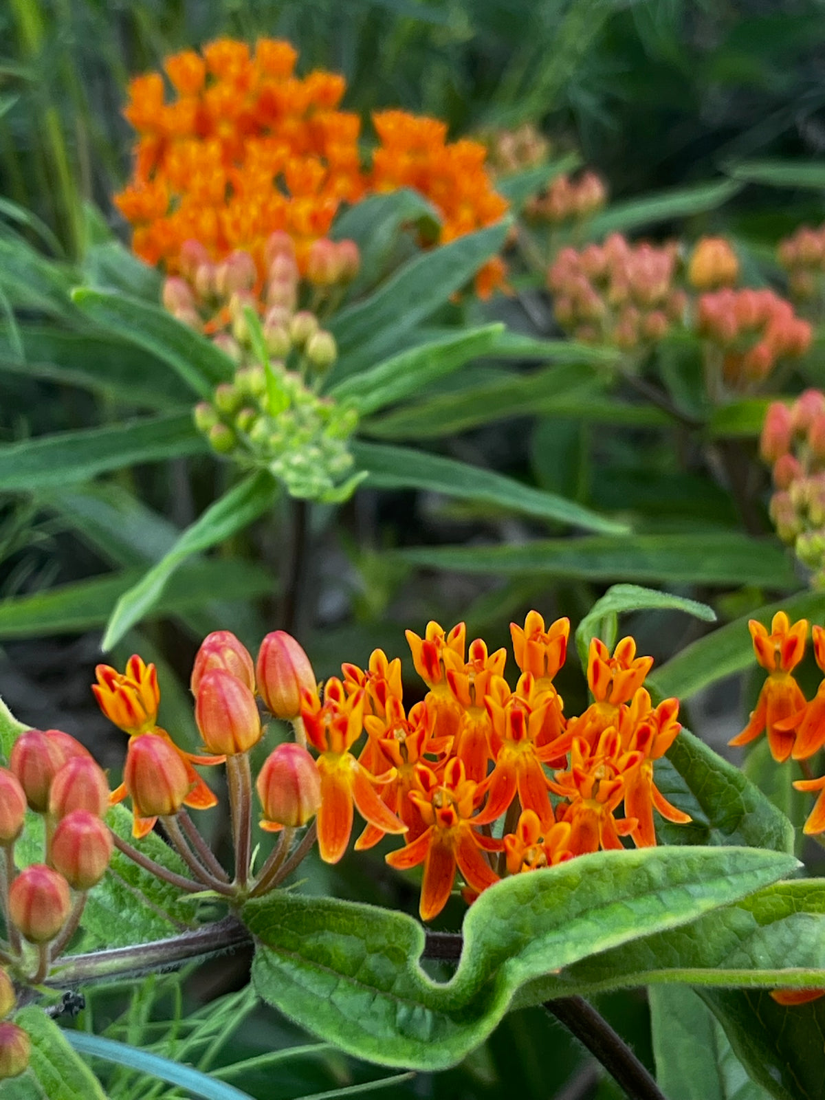 Asclepias tuberosa - Butterfly weed