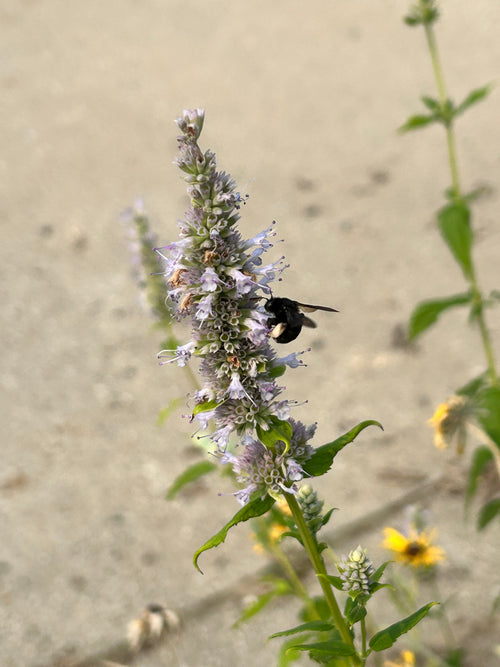 Agastache foeniculum - Anise hyssop