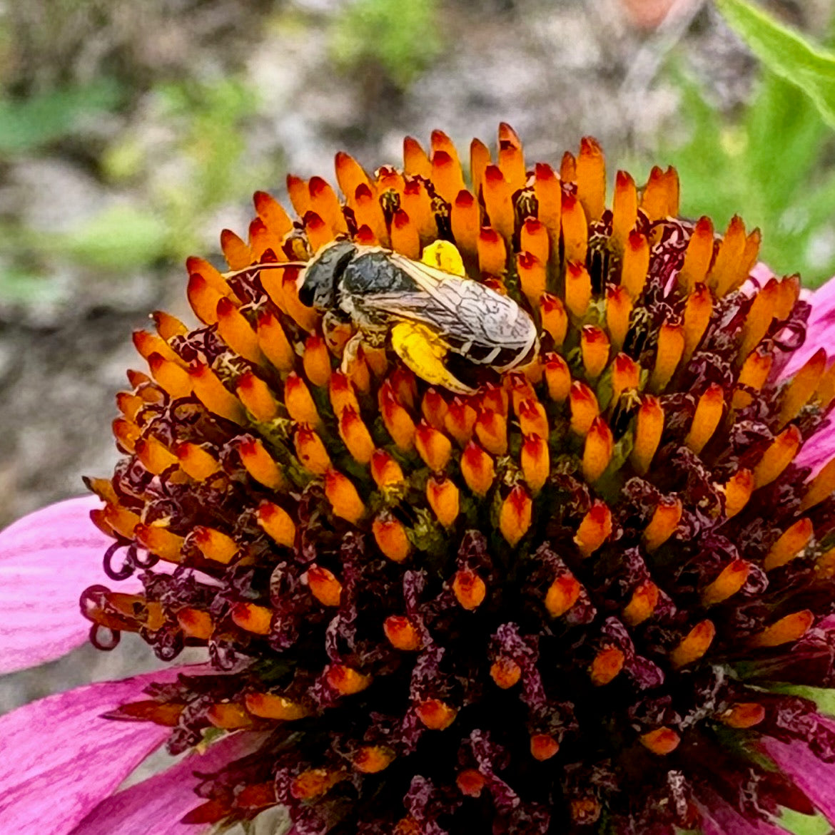 Echinacea purpurea - Purple coneflower