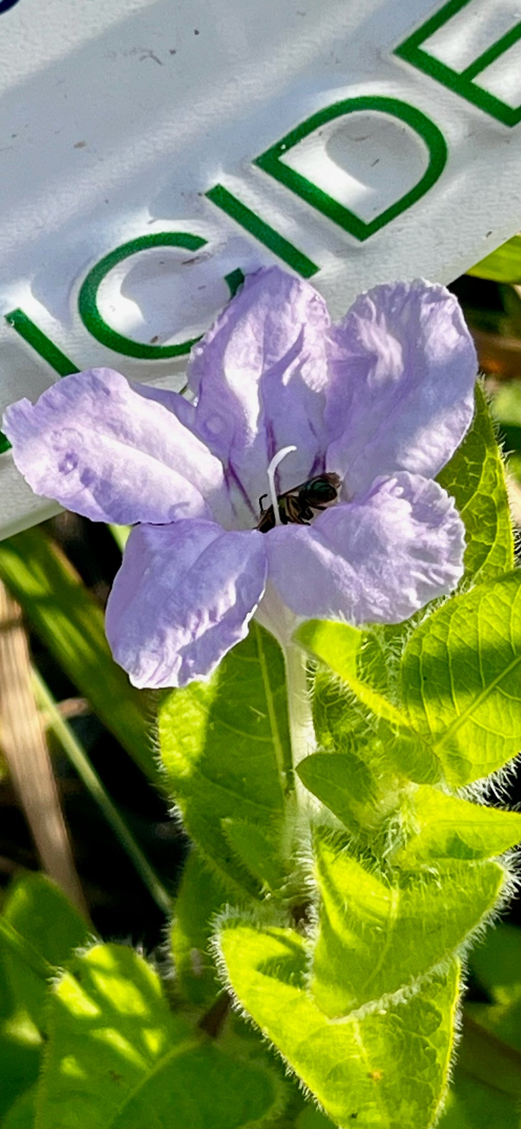 Ruellia humilis - Wild Petunia (pt)