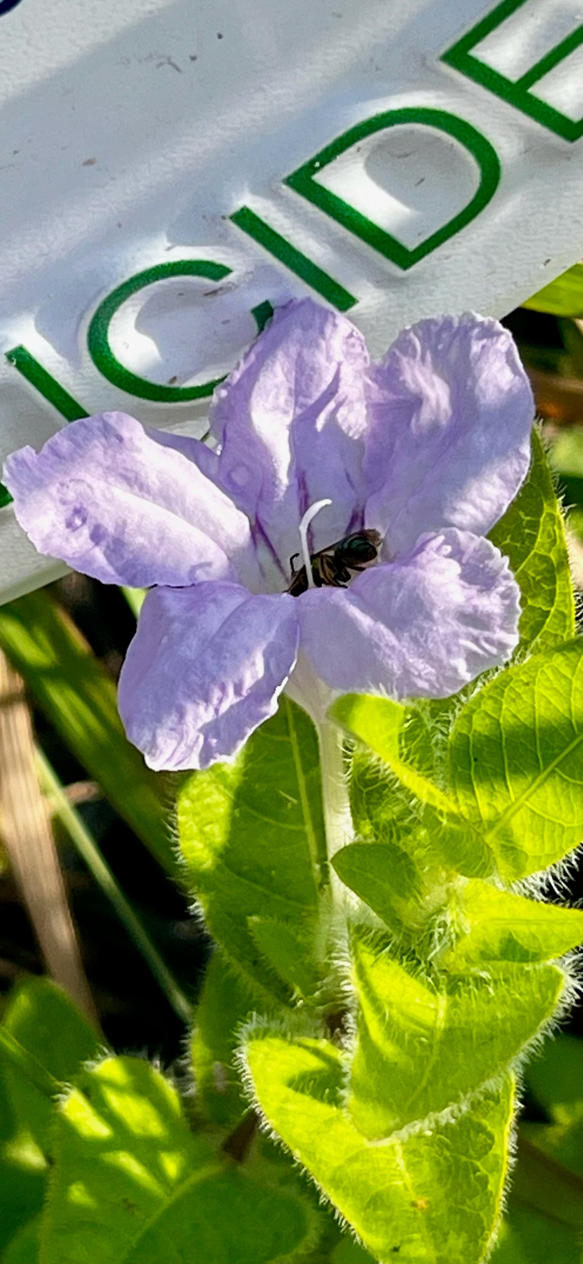 Ruellia humilis - Wild Petunia (pt)