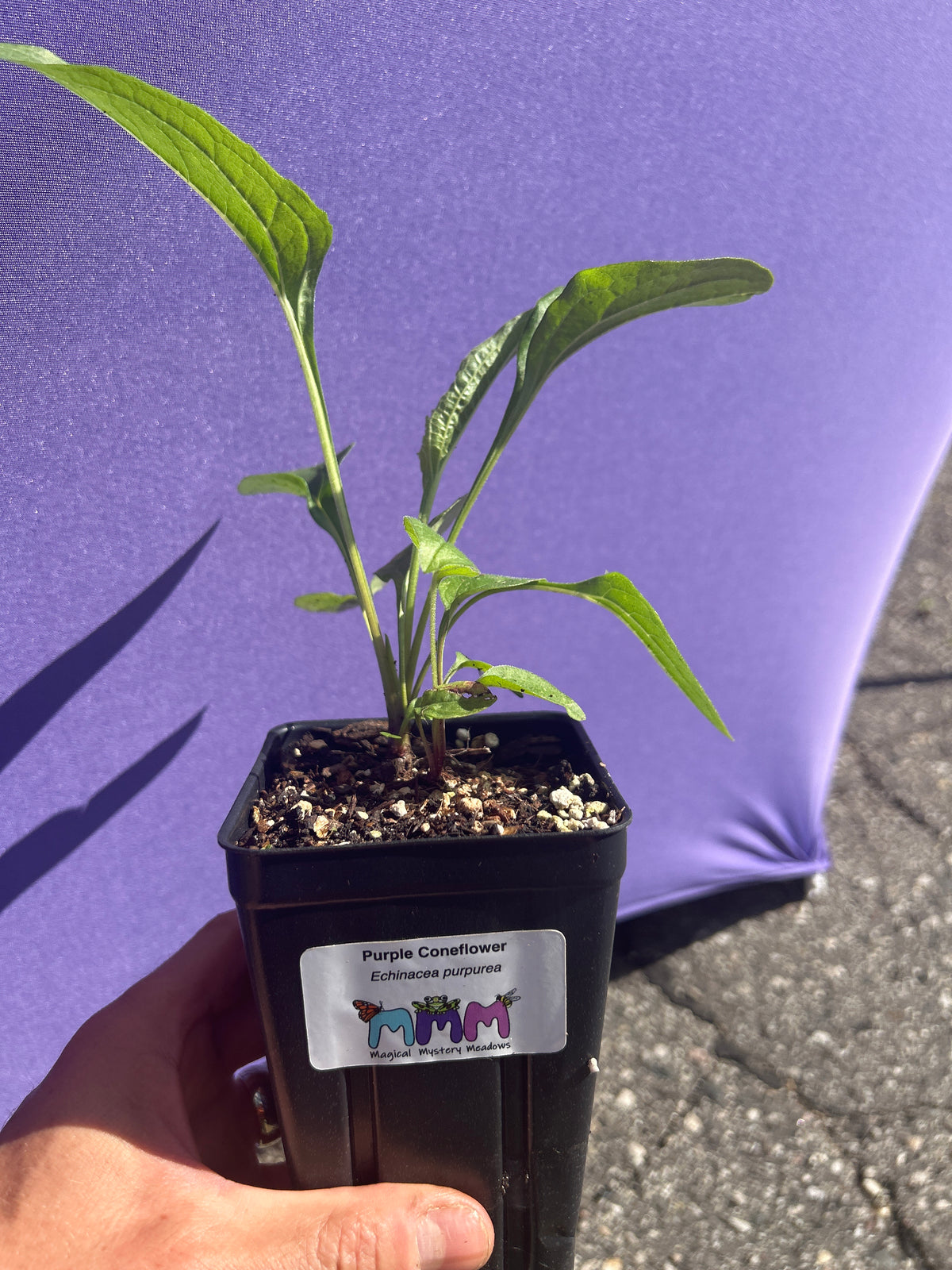 Echinacea purpurea - Purple coneflower