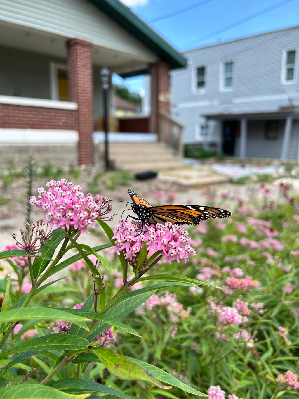 Asclepias incarnata - Rose (aka Swamp) Milkweed (qt)