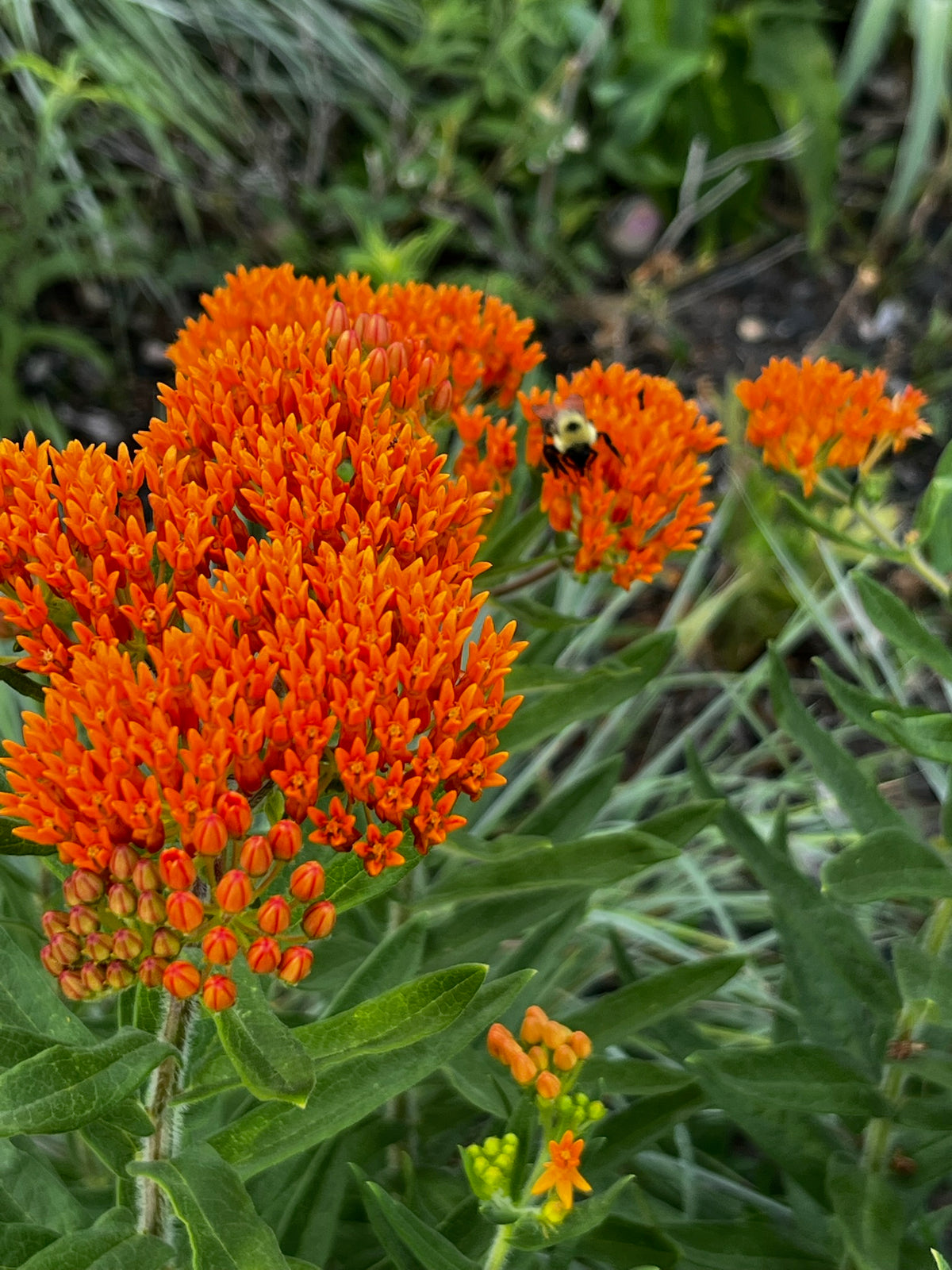 Asclepias tuberosa - Butterfly weed
